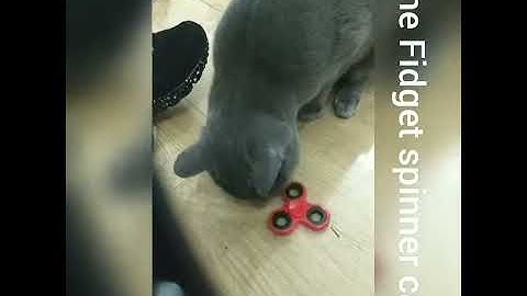 Fidget Spinner Cat