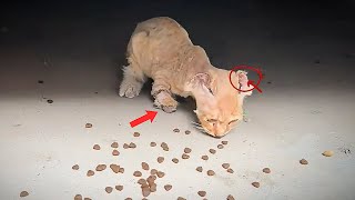 The kitten was cruelly hurt on its ear and front leg. It eats in fear, which is heartbreaking