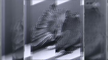 Serialsceptre01