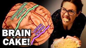 BRAIN ANATOMY BASICS (WITH A CAKE!)