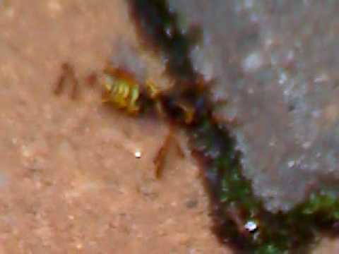 Ants VS. Bee: Ants attacking a Bee