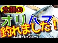 【海上釣堀】「レインボー」完　念願のオリーブハマチをいただきました！この勢いで年末の釣行ラッシュ突入！