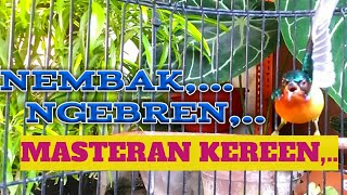 SUARA KOWUL GACOR, NGEBREN, TEMBAKAN JITU, MASTERAN KEREN KICAU MANIA, DIJAMIN AMPUHH 100%