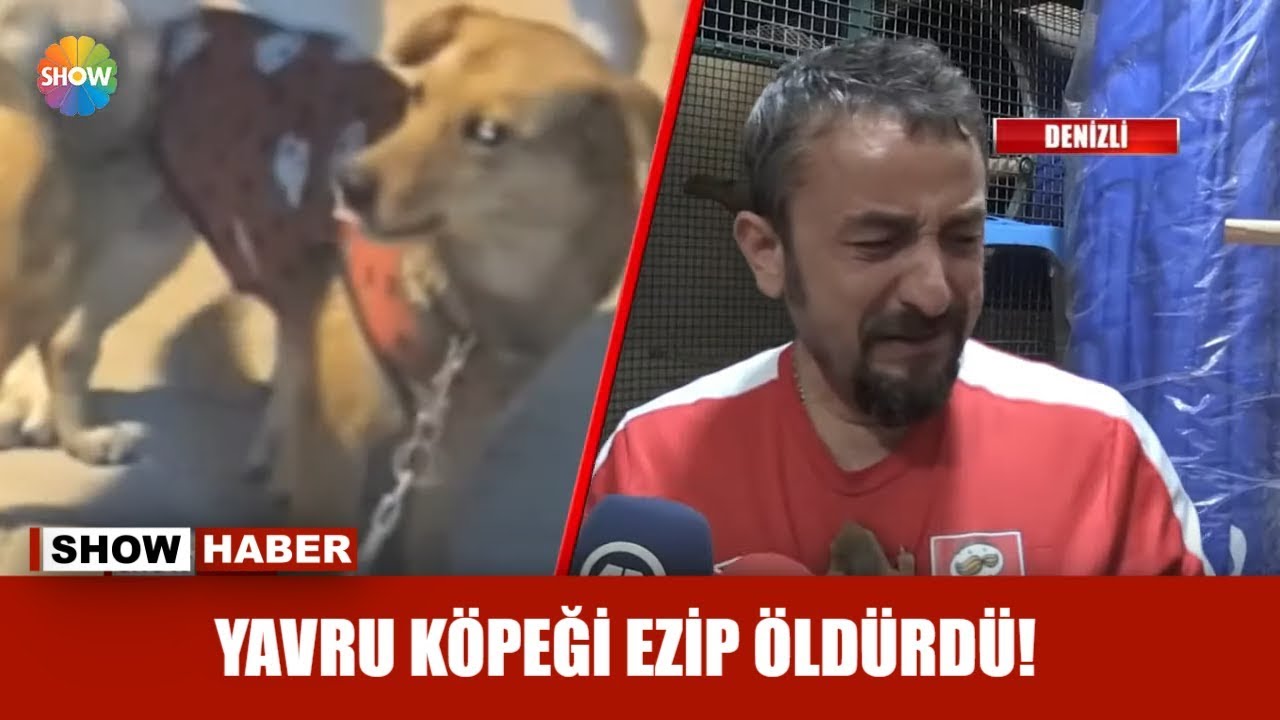 Yavru Kopegi Ezip Oldurdu Youtube