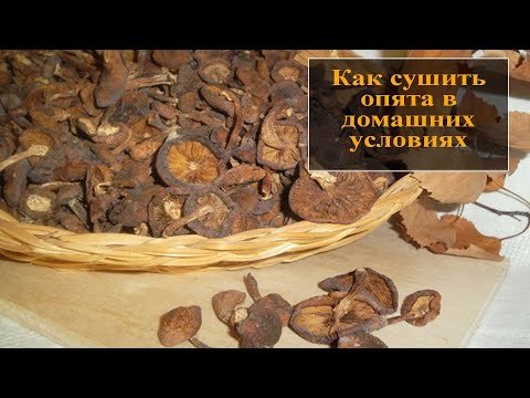 Как сушить опята в домашних условиях