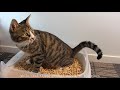 Emily pets pine wood cat litter