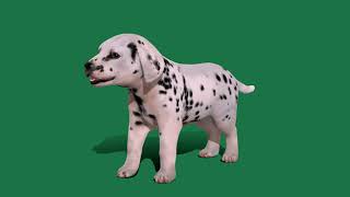 Dalmatian Puppy Dog by Nyilonelycompany 32 views 5 days ago 34 seconds