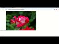 HTML img tag: to properly display images and improve website accessibility!