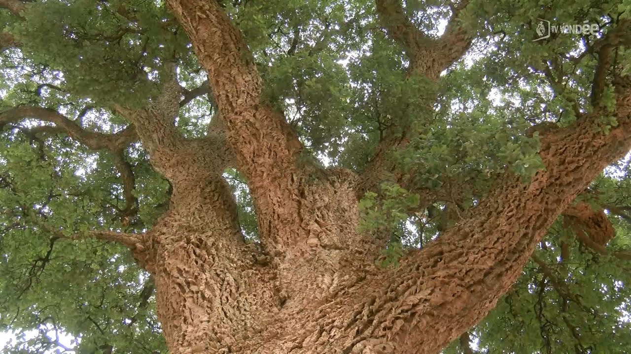 Arbres d'exception : le chêne liège
