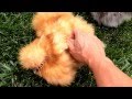 Silkie Chicken Purring