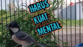 Pemasteran Handal Burung Glatik Batu Gacor