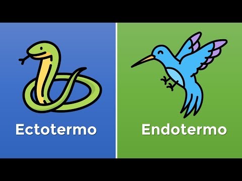 Vídeo: Diferencia Entre Ectotermo Y Endotermo