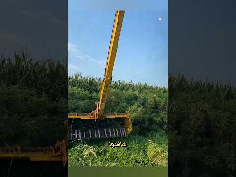 فوجئ الرجل عندما ازال النبات من فوق بركة الماء Shorts