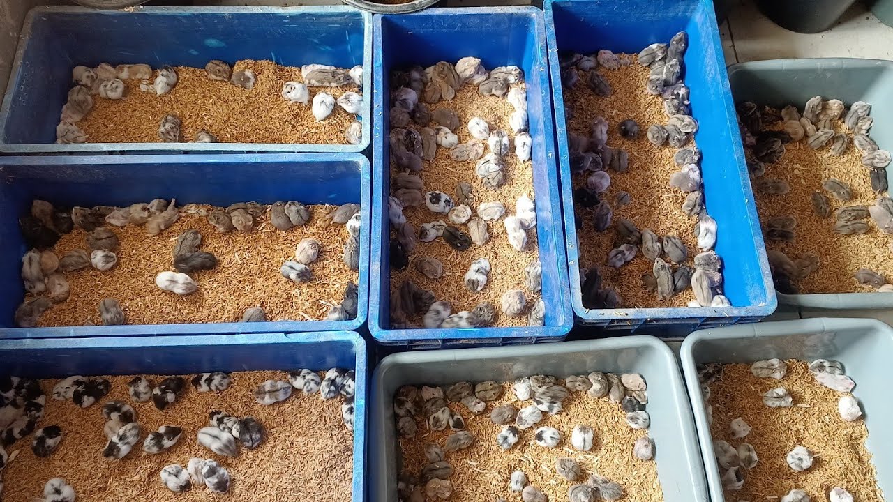 TERNAK HAMSTER ‼️MERUGIKAN ❗MEREPOTKAN ❗ JUAL NYA SUSAH❓