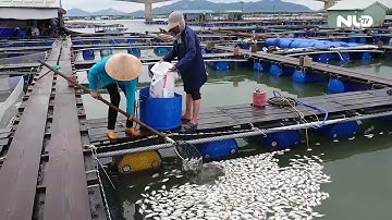 Cá lại chết hàng loạt trên sông Chà Và | NLĐTV