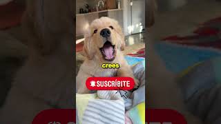 😂 3 Mejores Perros vs Gatos Momentos #perros #shorts