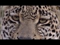 Safari Live : Hosana Male Leopard on drive this afternoon evening with Brent  May 05, 2018