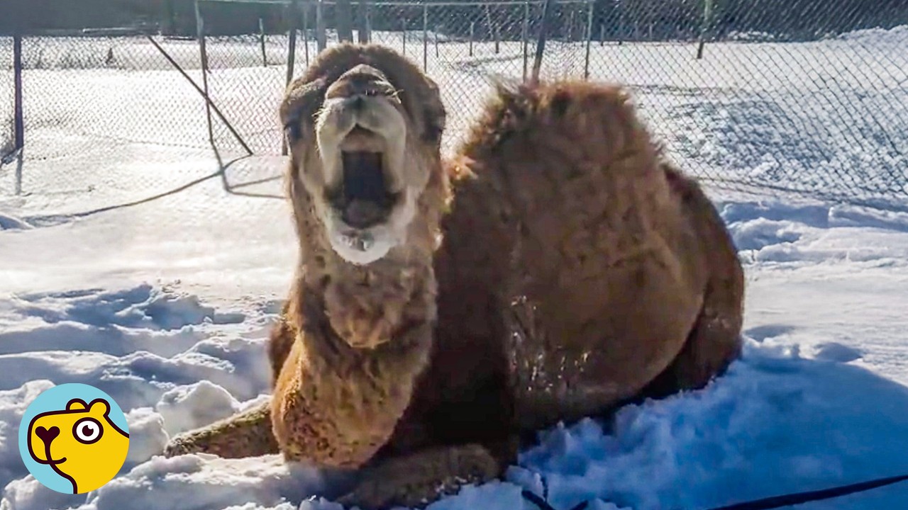 Rescue Camel Loves Making Snow Angels In The Winter