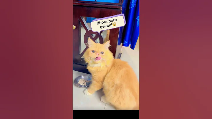 Video 11211951: cat food funny