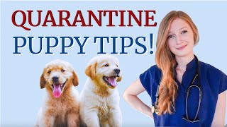 QUARANTINE PUPPY ADOPTION TIPS! | BellaVet by BellaVet 564 views 2 years ago 25 minutes