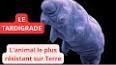 Le fascinant monde des tardigrades ile ilgili video