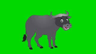 Buffalo Green Screen Background | Green Screen Buffalo | Green Screen Background (No Copyright)