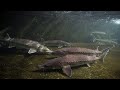 IL CAVIALE: VIAGGIO SOTT'ACQUA ALLA STORIONE TICINO - 4K by YURI GRISENDI