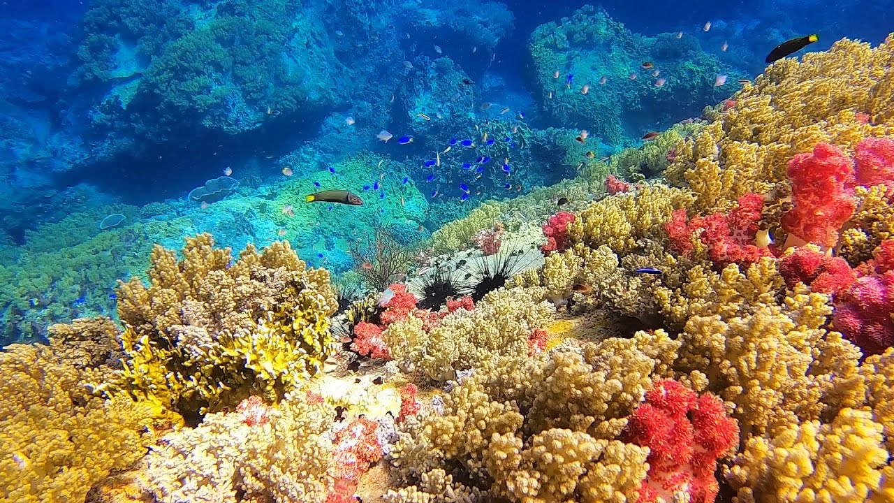 Best diving spots in Vietnam / Các địa điểm lặn đẹp nhất Việt Nam YouTube