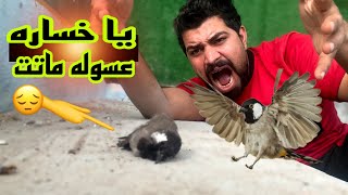 فقسنه🐣وحضنه🐥وكركنه🐤قناتي الثانيه راح تصير متنوعه الرابط بلوصف👇