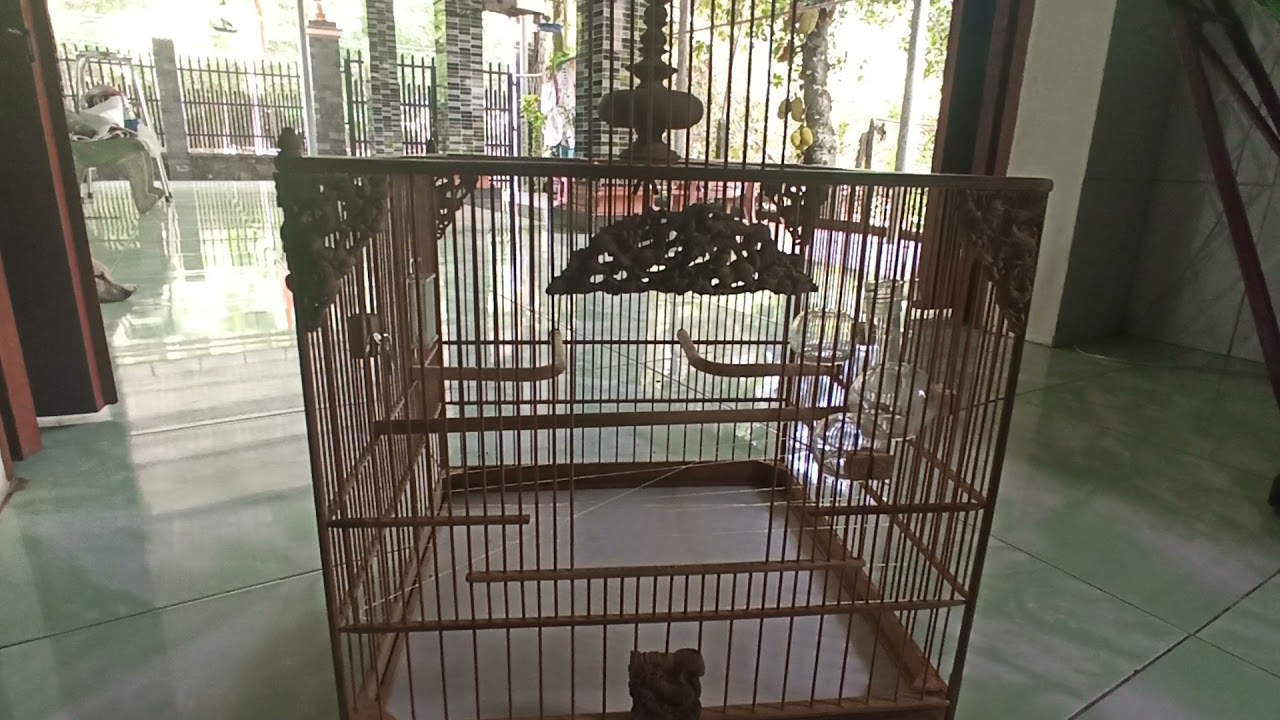 9 cách trị chim bu chụp - lên nan khi thi đấu. Đảm bảo hạn chế hết hoàn toàn