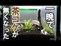 【アクアリウム】一晩で茶ゴケが無くなった！！