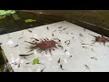 when wasps, butterflies, javelins and praying mantises meet each other