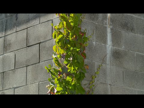 Video: Canary Creeper vīnogulāju informācija - padomi kanārijas vīnogulāju audzēšanai