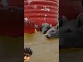 Rat Drank Wine In Bihar 🤯 ( 3D Animation shorts video) #ytshorts #shorts #dalimsharma