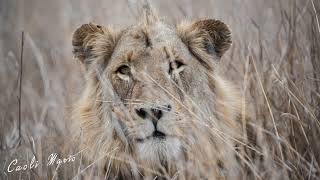 Wild Encounter: Lions and Giraffes in Kruger National Park!