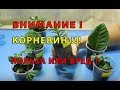 КОРНЕВИН !!! ВРЕД ИЛИ ПОЛЬЗА ?  РЕЗУЛЬТАТ ПРИМЕНЕНИЯ !