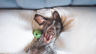5 funny things about German Shorthaired Pointers