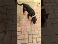 Tinku don nasta karte hue😆😆#shortsfeed #shortsviral #shortvideo #rottweiler #youtubeshorts #2025