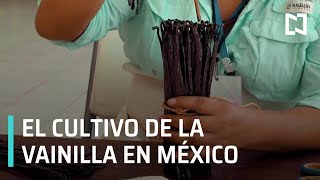 Productora de vainilla mexicana - Expreso de la Mañana
