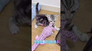 👹 순둥이 얼굴에 숨은 악마묘 하루의 정체는? #고양이 #cat #고양이일상 #kitten #catshorts