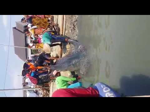 Paus Tutul Terdampar D Pantai Ambulu Losari Cirebon