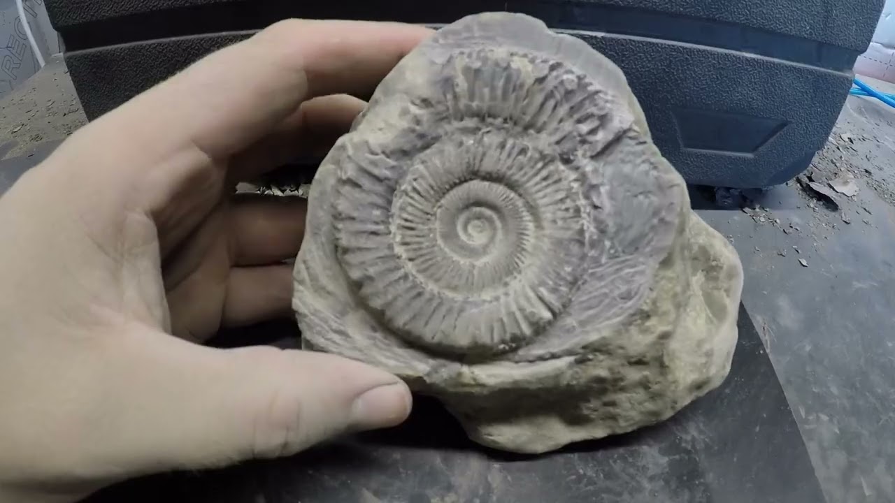 Fossil Preparation on the Peronoceras 