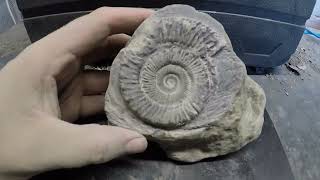 Fossil Preparation on the Peronoceras #fossils #ammonites