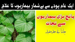 Gloye Key Patton Key Fawaid [Urdu/Pashto] گلوئے کے پتوں کے فوائد