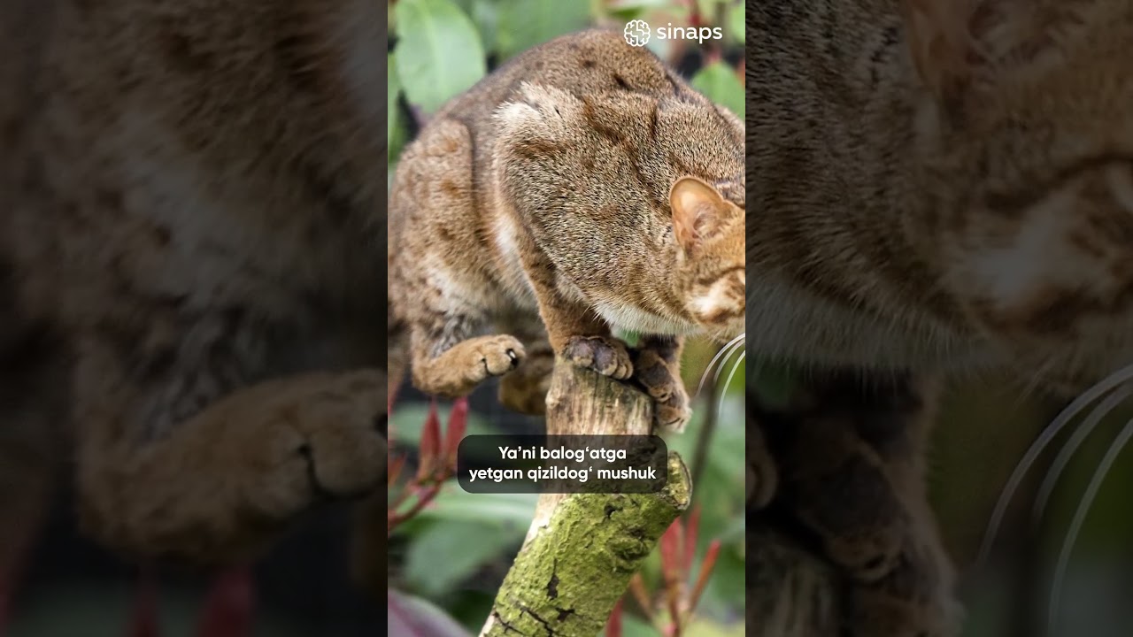 Yaqin planda qin porno galereyasi Katta kokrak xonimlar jinsiy aloqa porno rasmlar