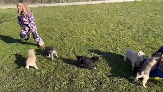 9 puppies + 4 children + 1 cat = 100% pure chaos 😂🐺💖🥰 by Sylvaen Tamaskans 84 views 3 months ago 3 minutes, 47 seconds