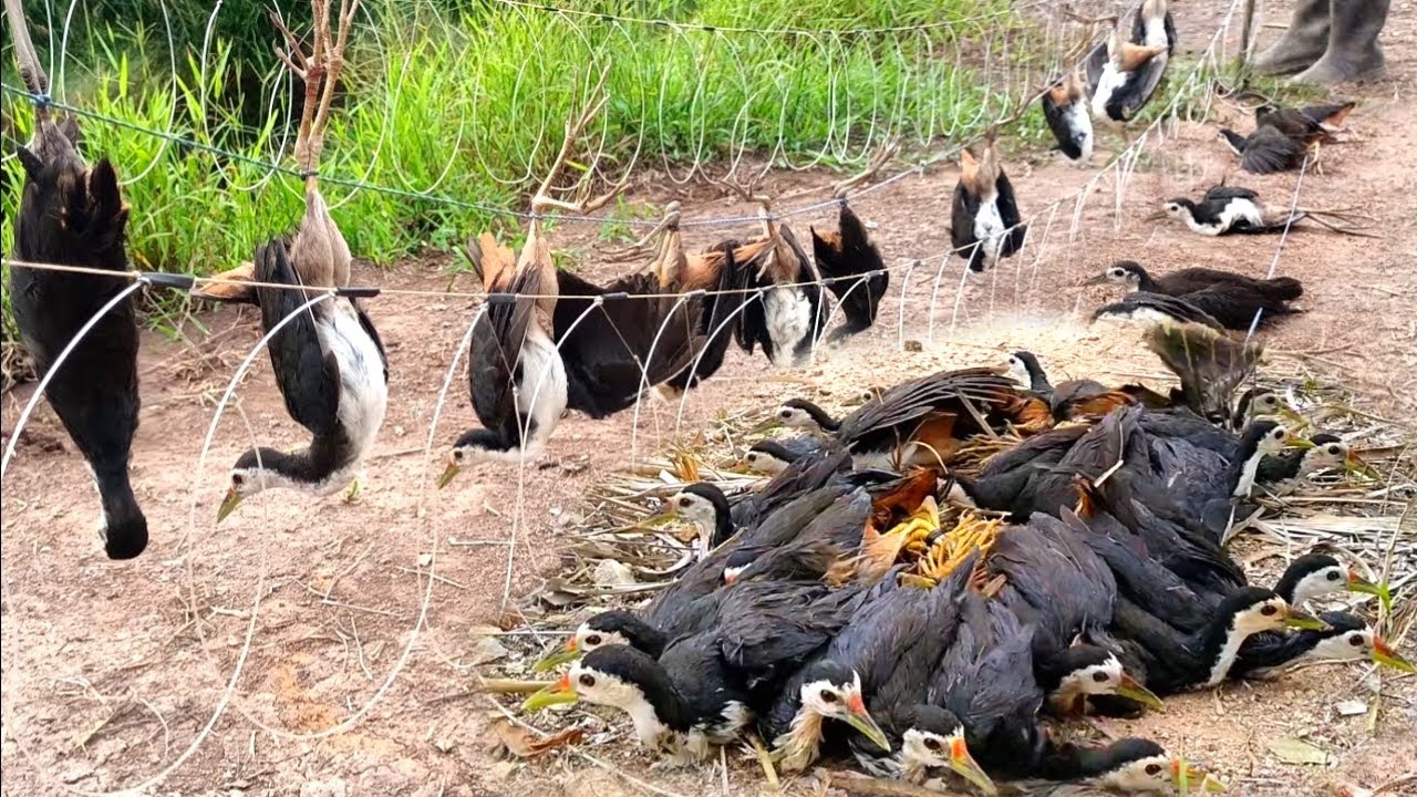 Unbelievable Bird Trap || Wild Bird Hunting Trick | #The_Bird_Kingdom