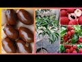 Cara mudah menanam leci madu kom dari biji ||The easy way to grow kom honey lychees from seeds