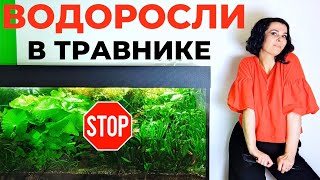 Борьба с водорослями в аквариуме травнике