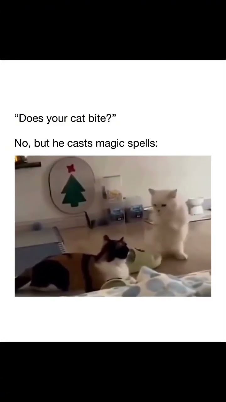 Kittyo like do you see the magic you can’t tell me what’s going on